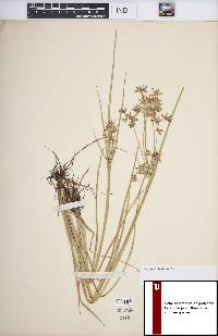 Cyperus dentatus image