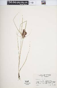 Cyperus diandrus image