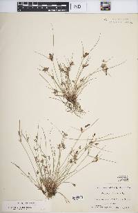 Cyperus diandrus image