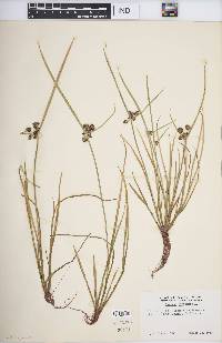 Cyperus difformis image