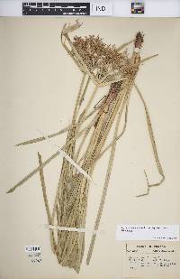 Cyperus esculentus var. leptostachyus image