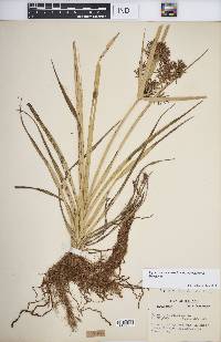 Cyperus esculentus var. leptostachyus image