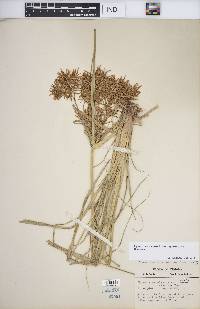 Cyperus esculentus var. leptostachyus image