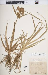 Cyperus esculentus var. esculentus image