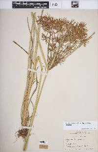 Cyperus esculentus var. leptostachyus image