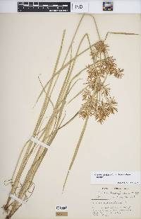 Cyperus esculentus var. leptostachyus image