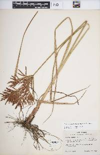 Cyperus esculentus var. macrostachyus image