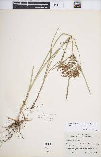 Cyperus esculentus var. macrostachyus image