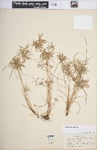 Cyperus filicinus image