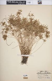 Cyperus flavescens image