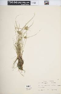 Cyperus flavescens image