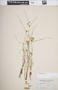 Cyperus flavescens image