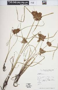 Cyperus flavicomus image