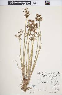 Cyperus haspan image