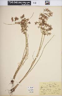 Cyperus haspan image