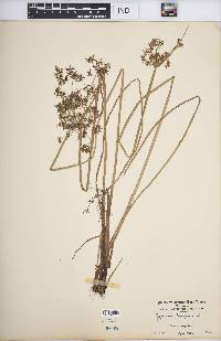 Cyperus haspan image