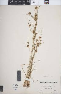 Cyperus houghtonii image