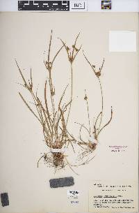 Cyperus houghtonii image