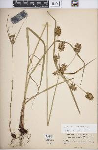 Cyperus lancastriensis image