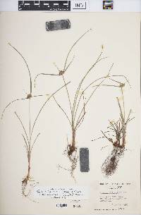 Cyperus lupulinus subsp. macilentus image