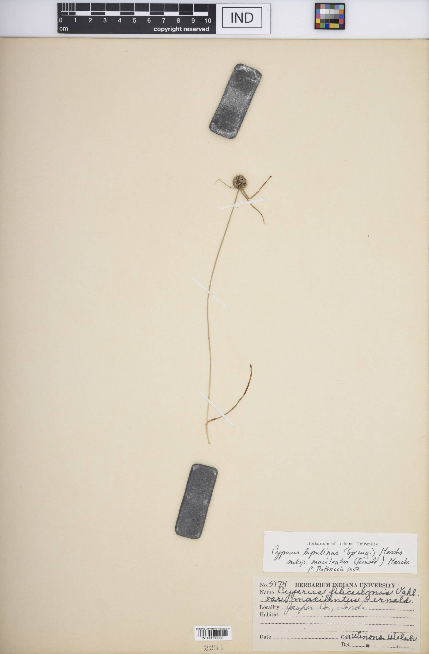 Cyperus lupulinus subsp. macilentus image