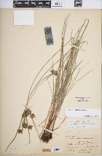 Cyperus × mesochorus image