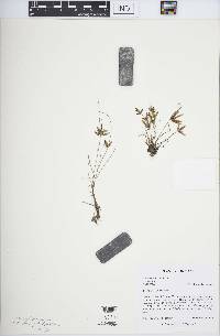 Cyperus × nieuwlandii image