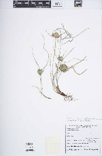 Cyperus nipponicus image