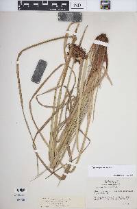 Cyperus planifolius image