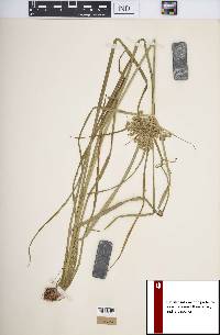 Cyperus pseudovegetus image