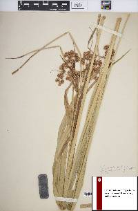 Cyperus pseudovegetus image