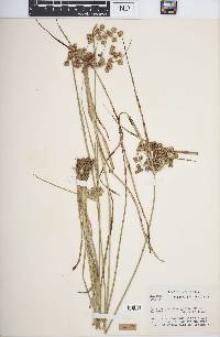 Cyperus pseudovegetus image