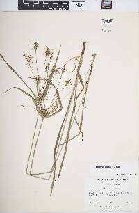 Cyperus retrofractus image