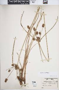 Cyperus retrorsus image