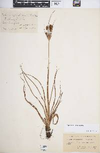 Cyperus retrorsus image