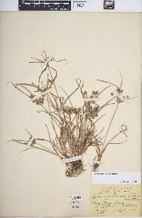 Cyperus retrorsus image