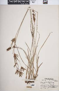 Cyperus schweinitzii image