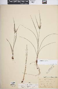 Cyperus schweinitzii image