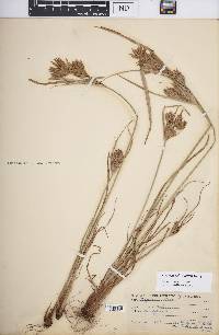 Cyperus schweinitzii image