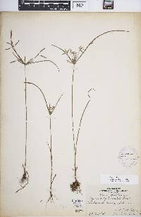 Cyperus sphacelatus image