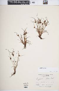 Cyperus squarrosus image