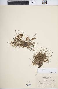 Cyperus squarrosus image