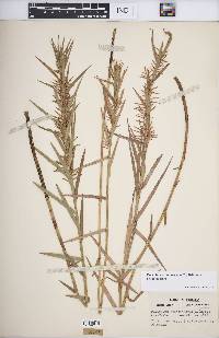 Dulichium arundinaceum var. arundinaceum image