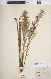 Dulichium arundinaceum var. arundinaceum image