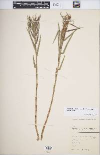 Dulichium arundinaceum var. arundinaceum image