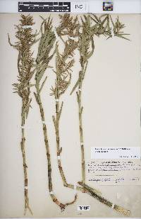 Dulichium arundinaceum var. arundinaceum image