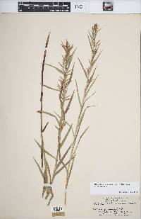 Dulichium arundinaceum var. arundinaceum image