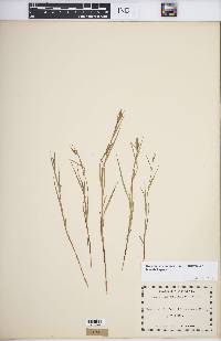 Dulichium arundinaceum var. boreale image