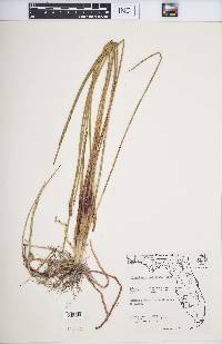 Eleocharis cellulosa image