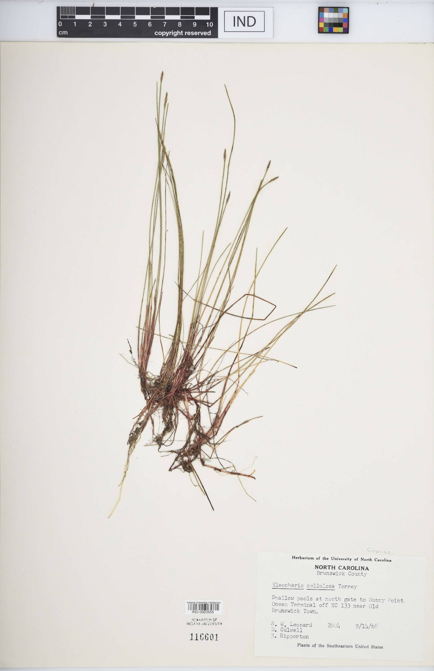 Eleocharis elongata image